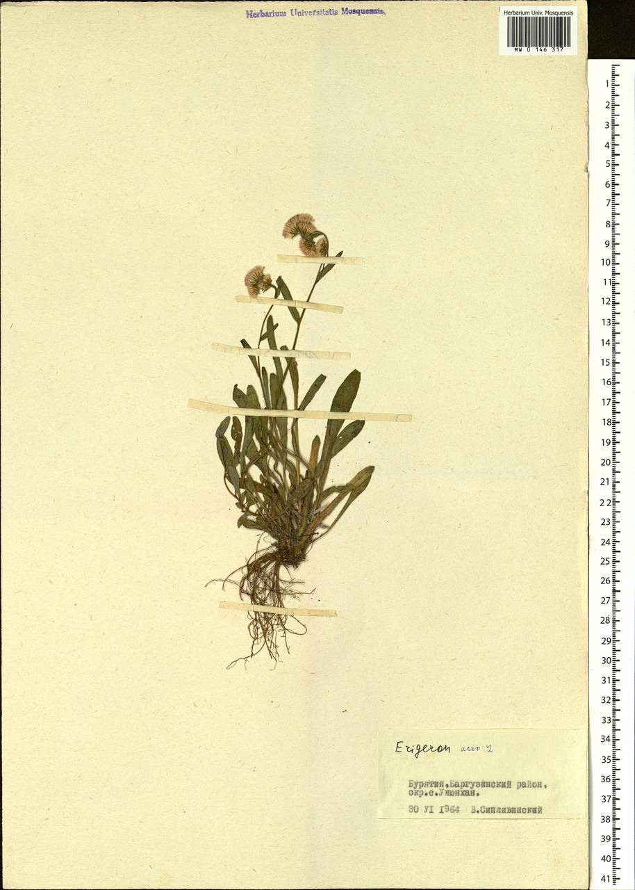 Erigeron acris L., Siberia, Baikal & Transbaikal region (S4) (Russia)