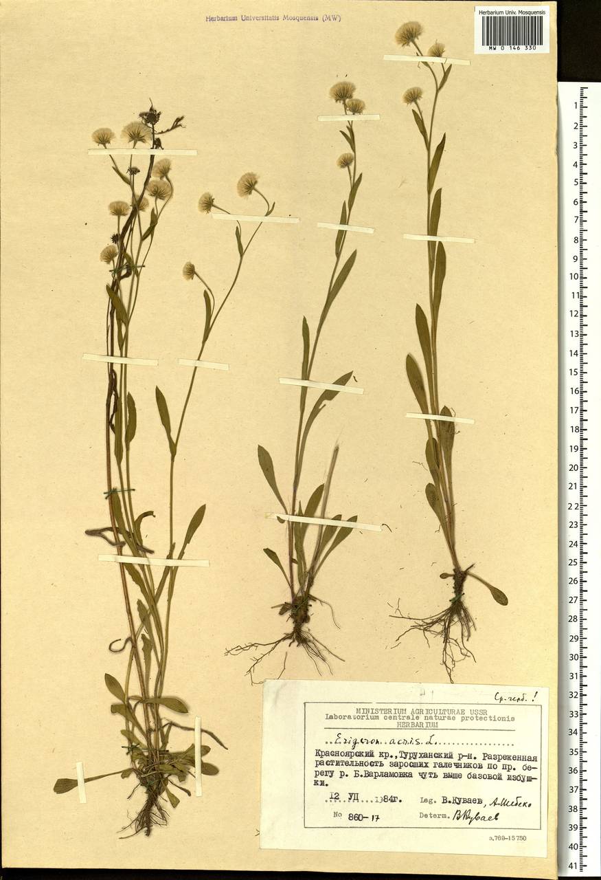 Erigeron acris L., Siberia, Central Siberia (S3) (Russia)