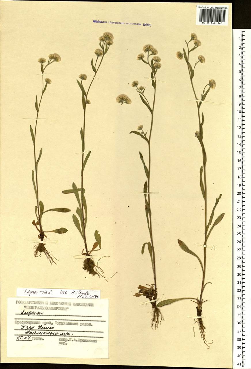 Erigeron acris L., Siberia, Central Siberia (S3) (Russia)