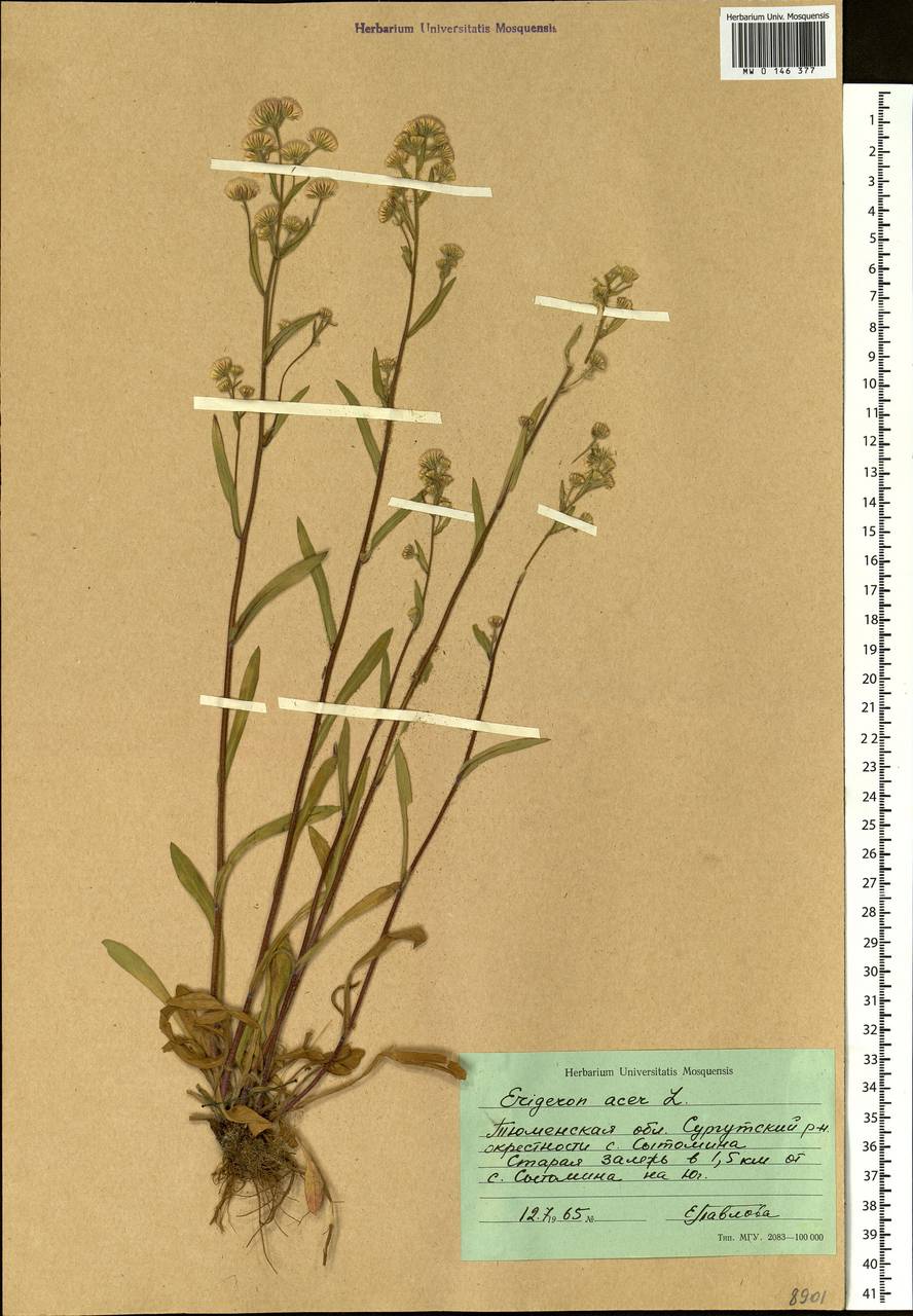 Erigeron acris L., Siberia, Western Siberia (S1) (Russia)
