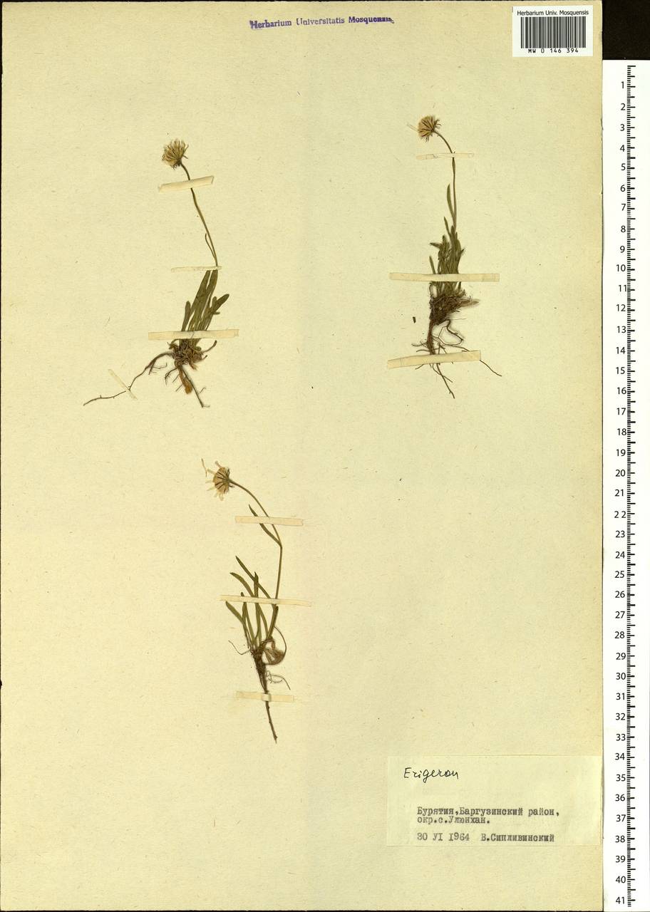 Erigeron, Siberia, Baikal & Transbaikal region (S4) (Russia)