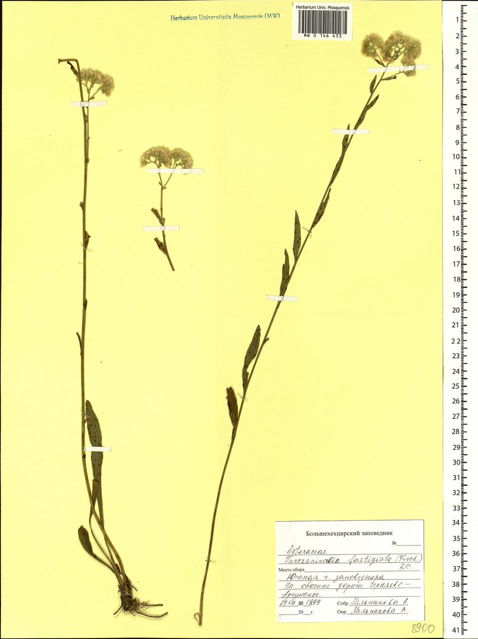 Turczaninowia fastigiata (Fisch.) DC., Siberia, Russian Far East (S6) (Russia)