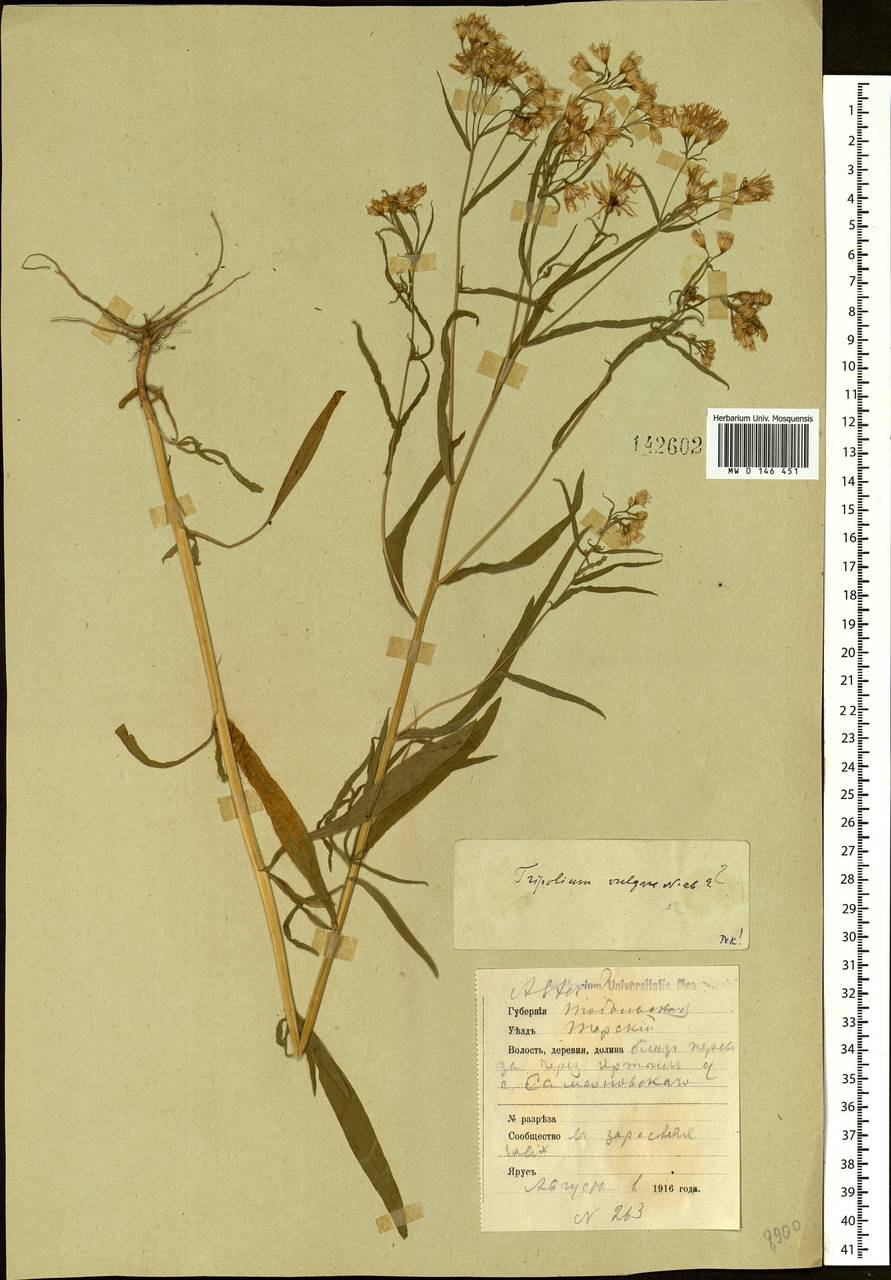 Tripolium pannonicum (Jacq.) Dobrocz., Siberia, Western Siberia (S1) (Russia)