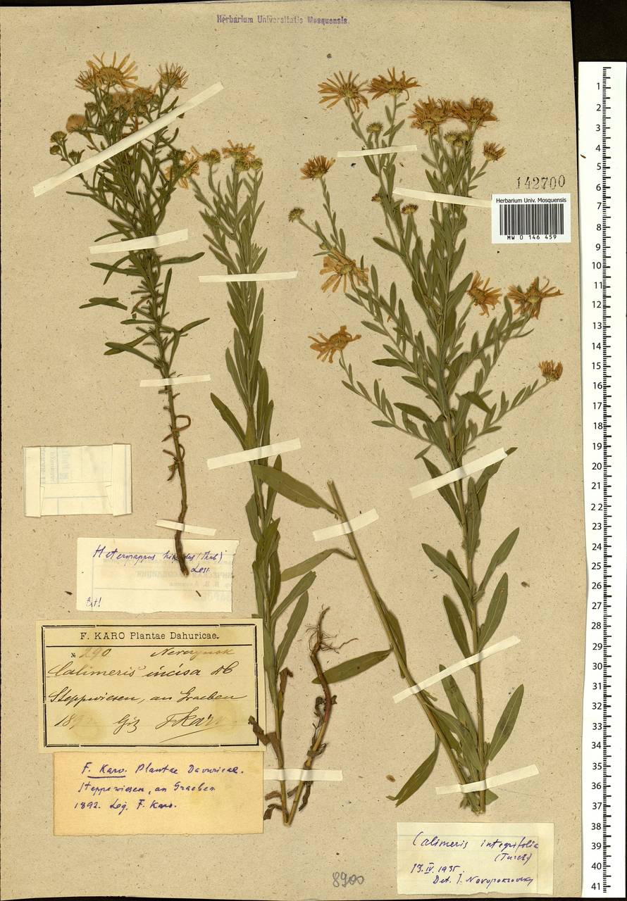 Kalimeris integrifolia Turcz. ex DC., Siberia, Baikal & Transbaikal region (S4) (Russia)
