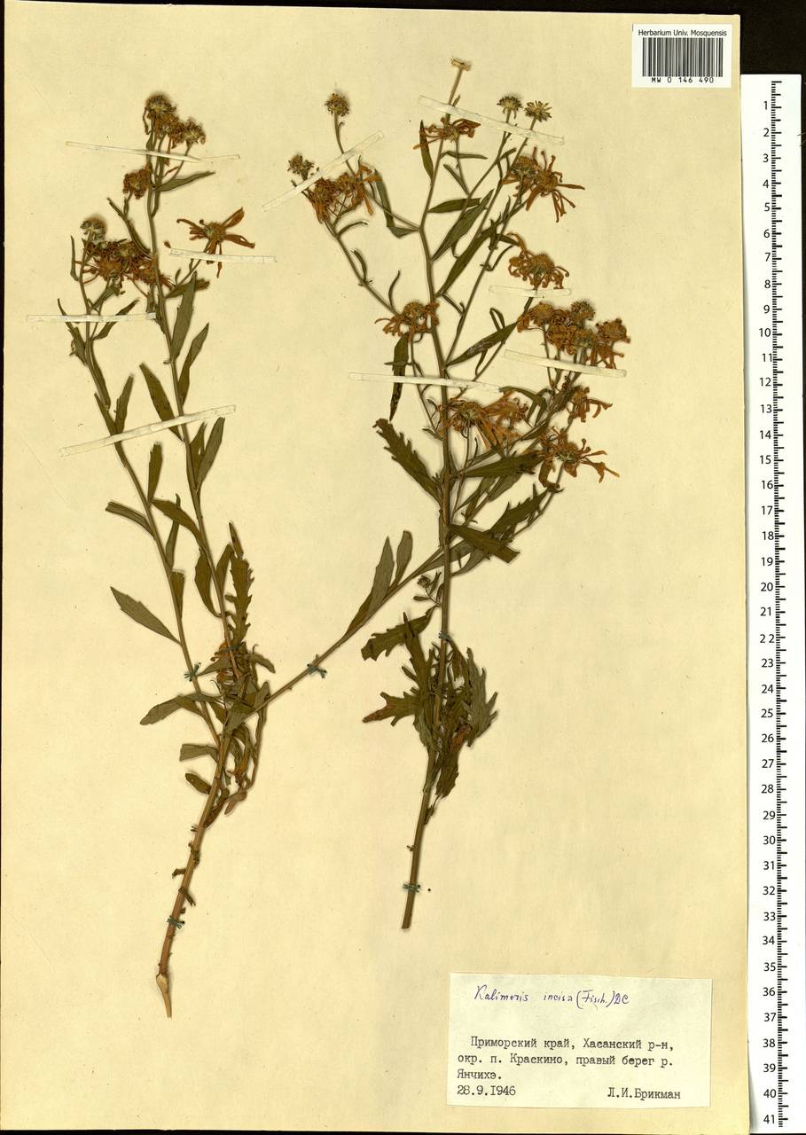 Kalimeris incisa (Fisch.) DC., Siberia, Russian Far East (S6) (Russia)