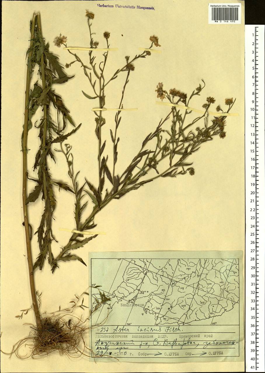 Kalimeris incisa (Fisch.) DC., Siberia, Russian Far East (S6) (Russia)