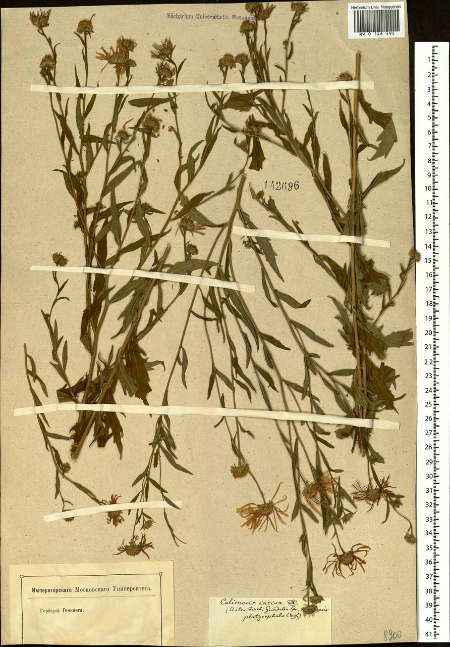 Kalimeris incisa (Fisch.) DC., Siberia, Baikal & Transbaikal region (S4) (Russia)