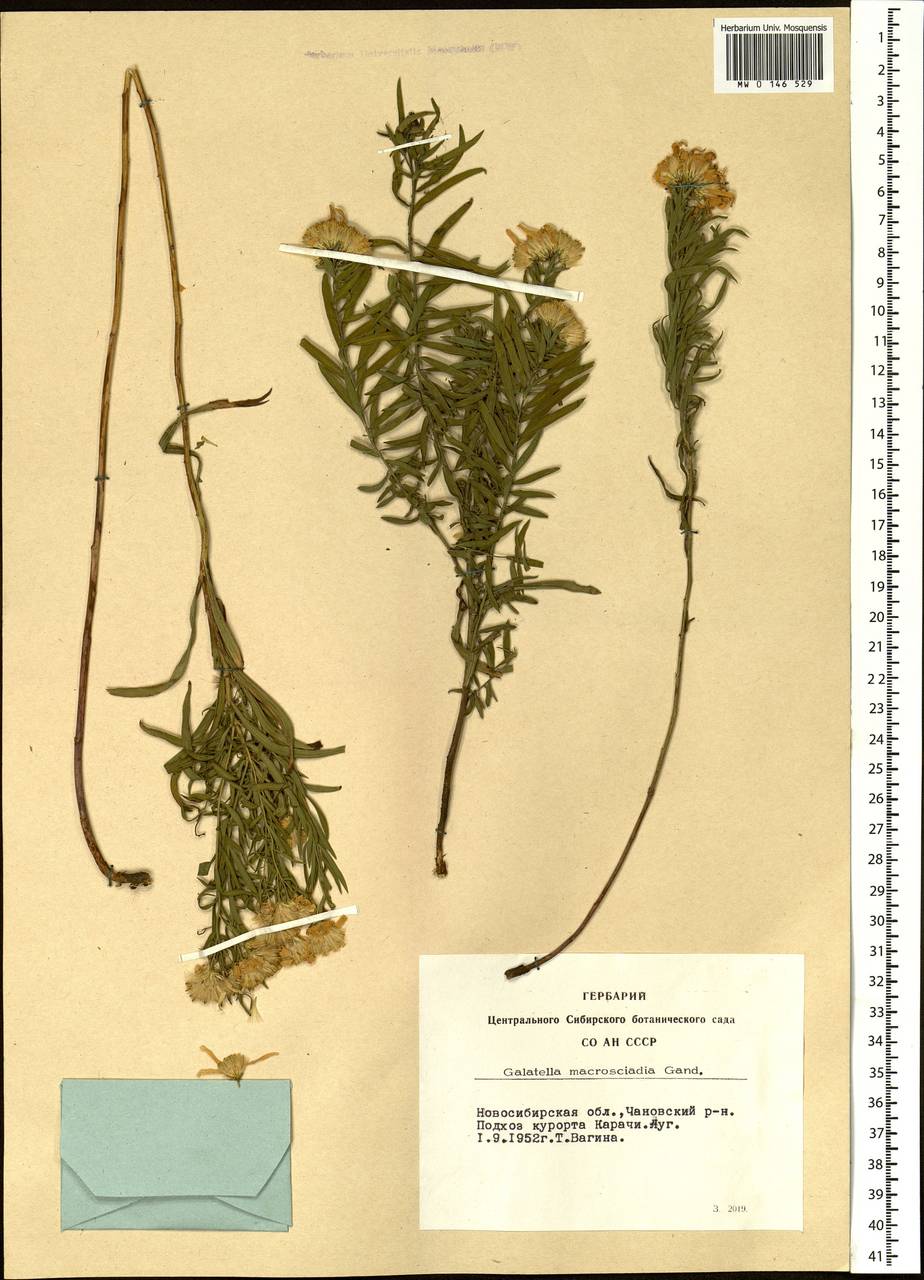 Galatella dahurica DC., Siberia, Western Siberia (S1) (Russia)