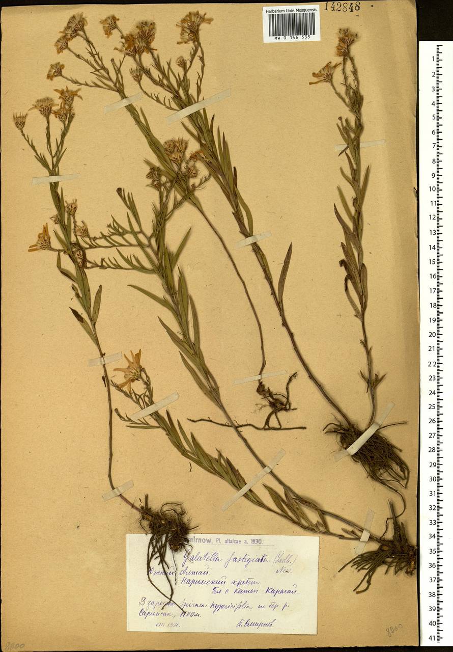 Galatella hauptii (Ledeb.) Lindl. ex DC., Siberia, Western (Kazakhstan) Altai Mountains (S2a) (Kazakhstan)