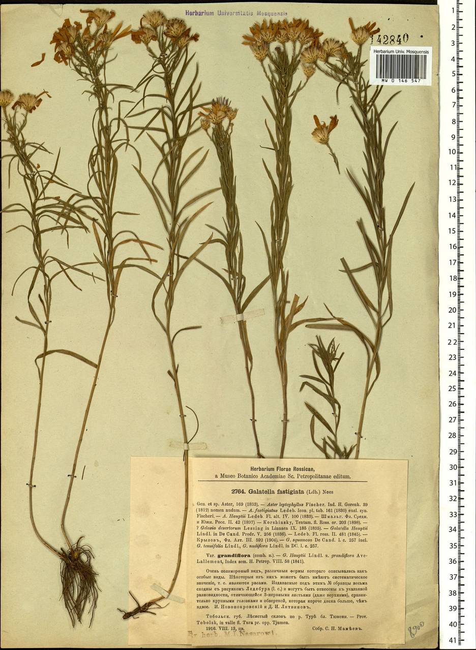 Galatella hauptii (Ledeb.) Lindl. ex DC., Siberia, Western Siberia (S1) (Russia)