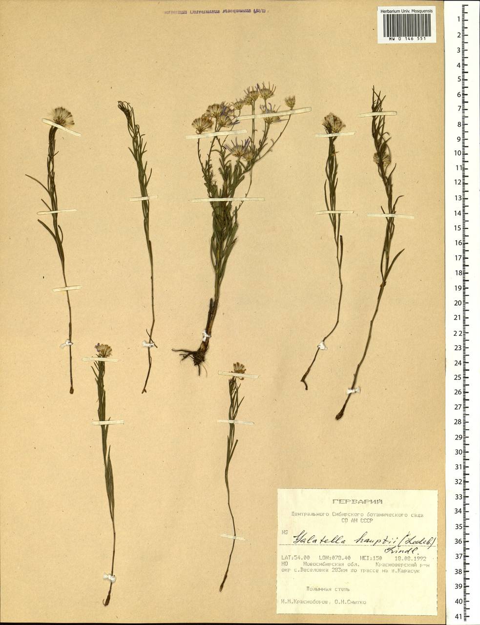 Galatella hauptii (Ledeb.) Lindl. ex DC., Siberia, Western Siberia (S1) (Russia)