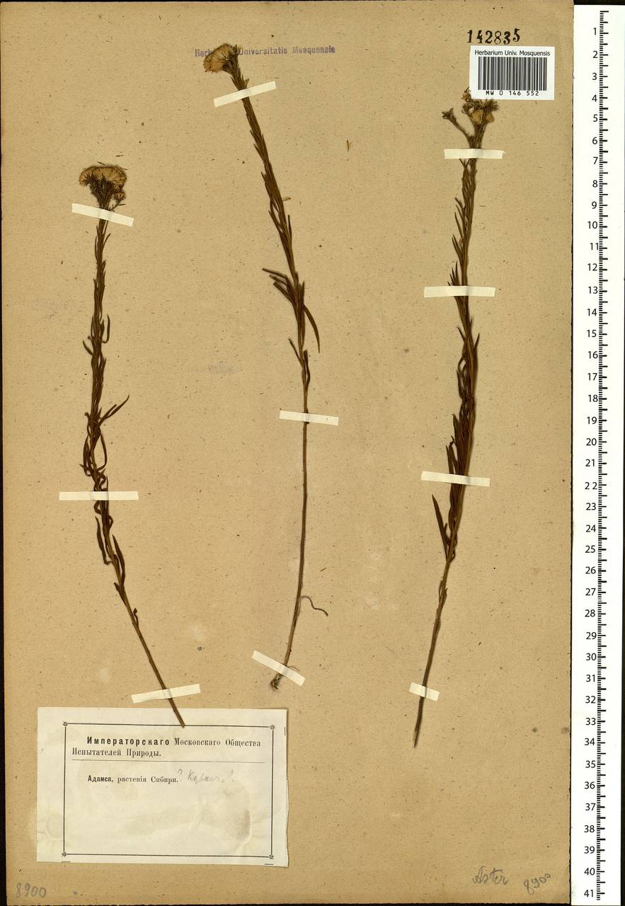 Galatella hauptii (Ledeb.) Lindl. ex DC., Siberia (no precise locality) (S0) (Russia)