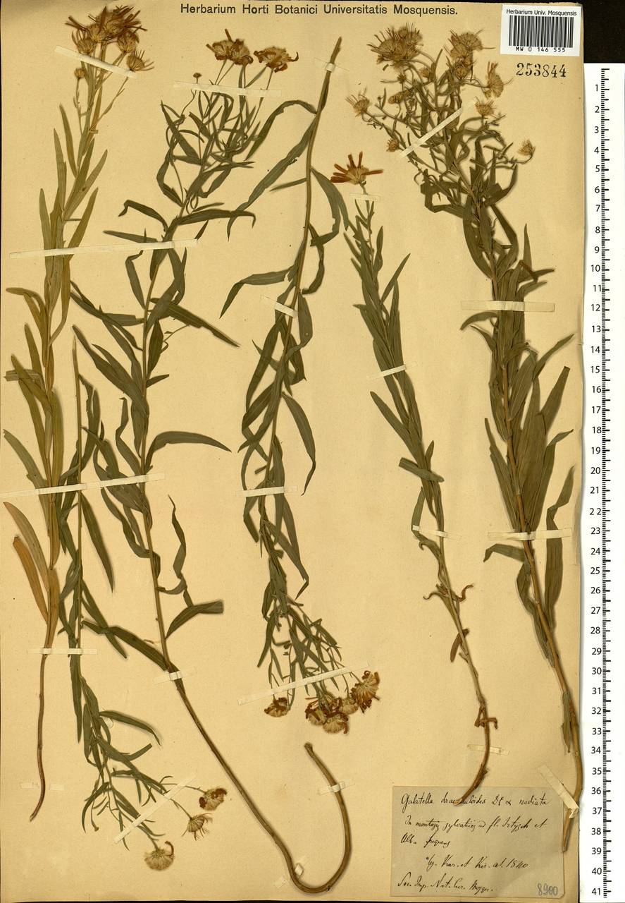 Galatella sedifolia subsp. dracunculoides (Lam.) Greuter, Siberia, Western (Kazakhstan) Altai Mountains (S2a) (Kazakhstan)