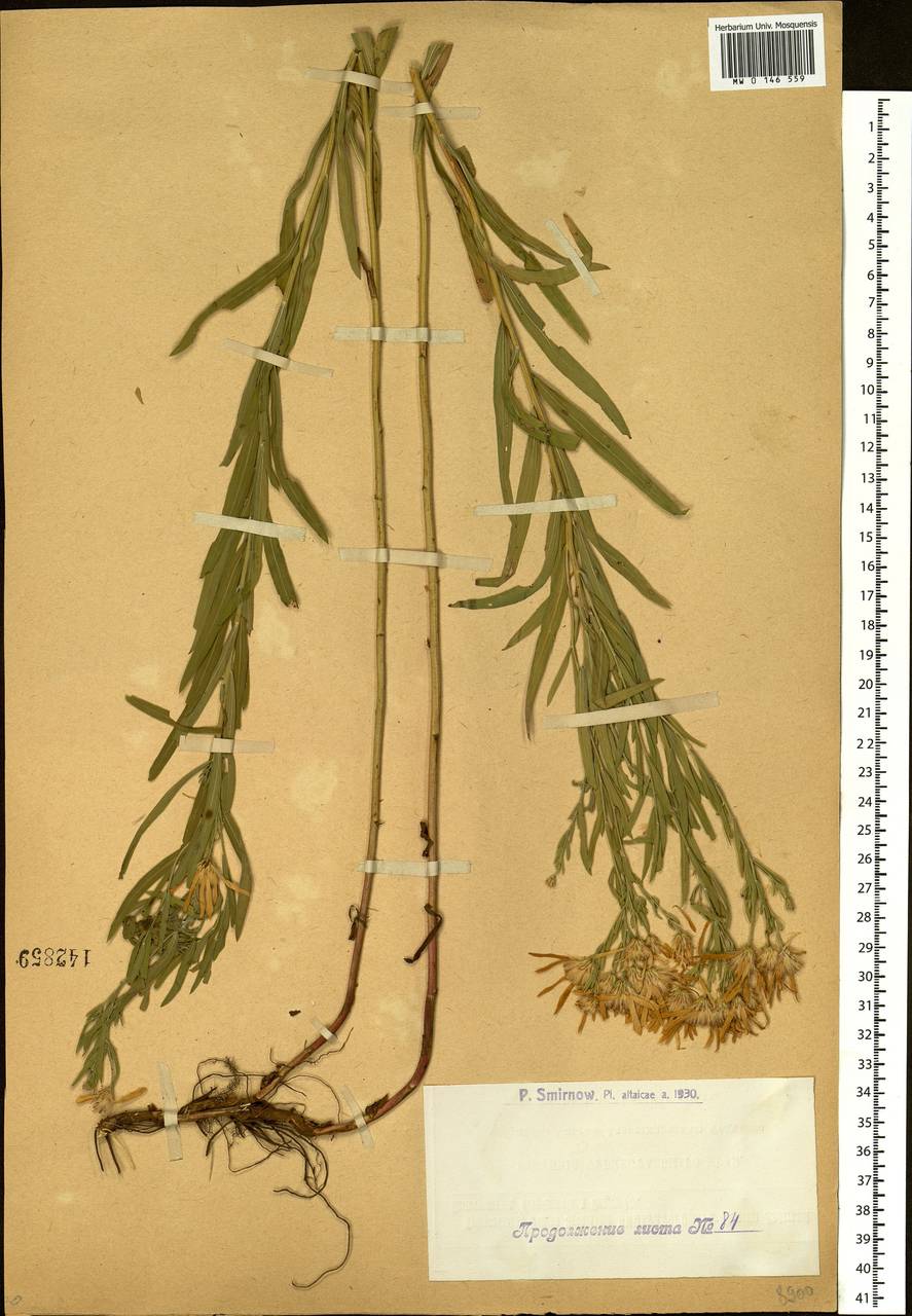 Galatella sedifolia subsp. dracunculoides (Lam.) Greuter, Siberia, Western (Kazakhstan) Altai Mountains (S2a) (Kazakhstan)