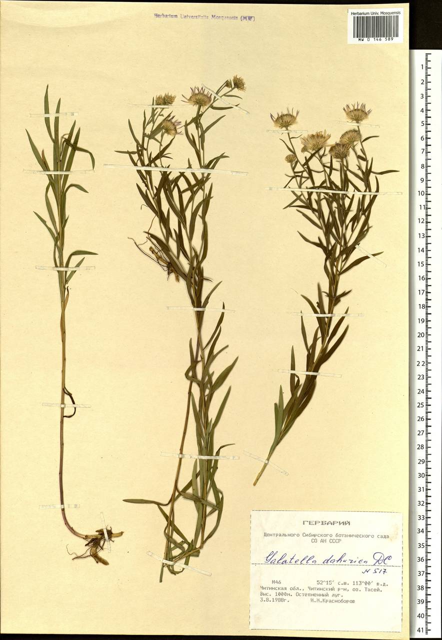 Galatella dahurica DC., Siberia, Baikal & Transbaikal region (S4) (Russia)