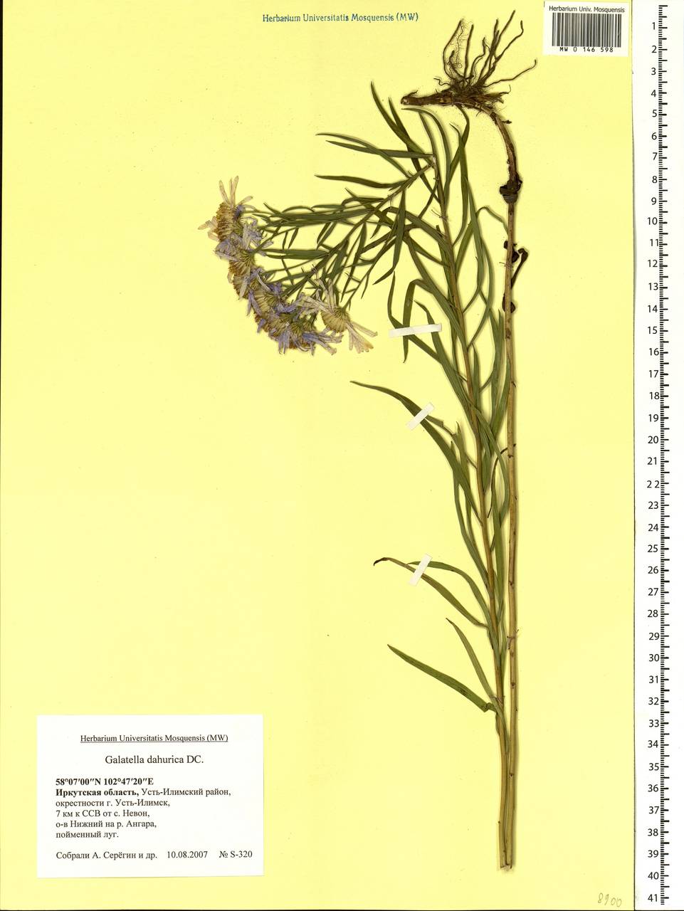 Galatella dahurica DC., Siberia, Baikal & Transbaikal region (S4) (Russia)