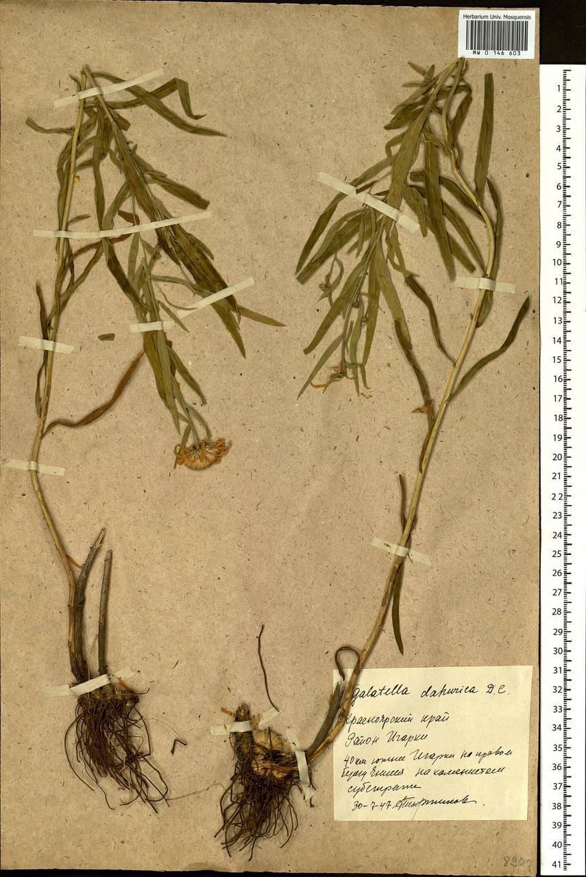 Galatella dahurica DC., Siberia, Central Siberia (S3) (Russia)