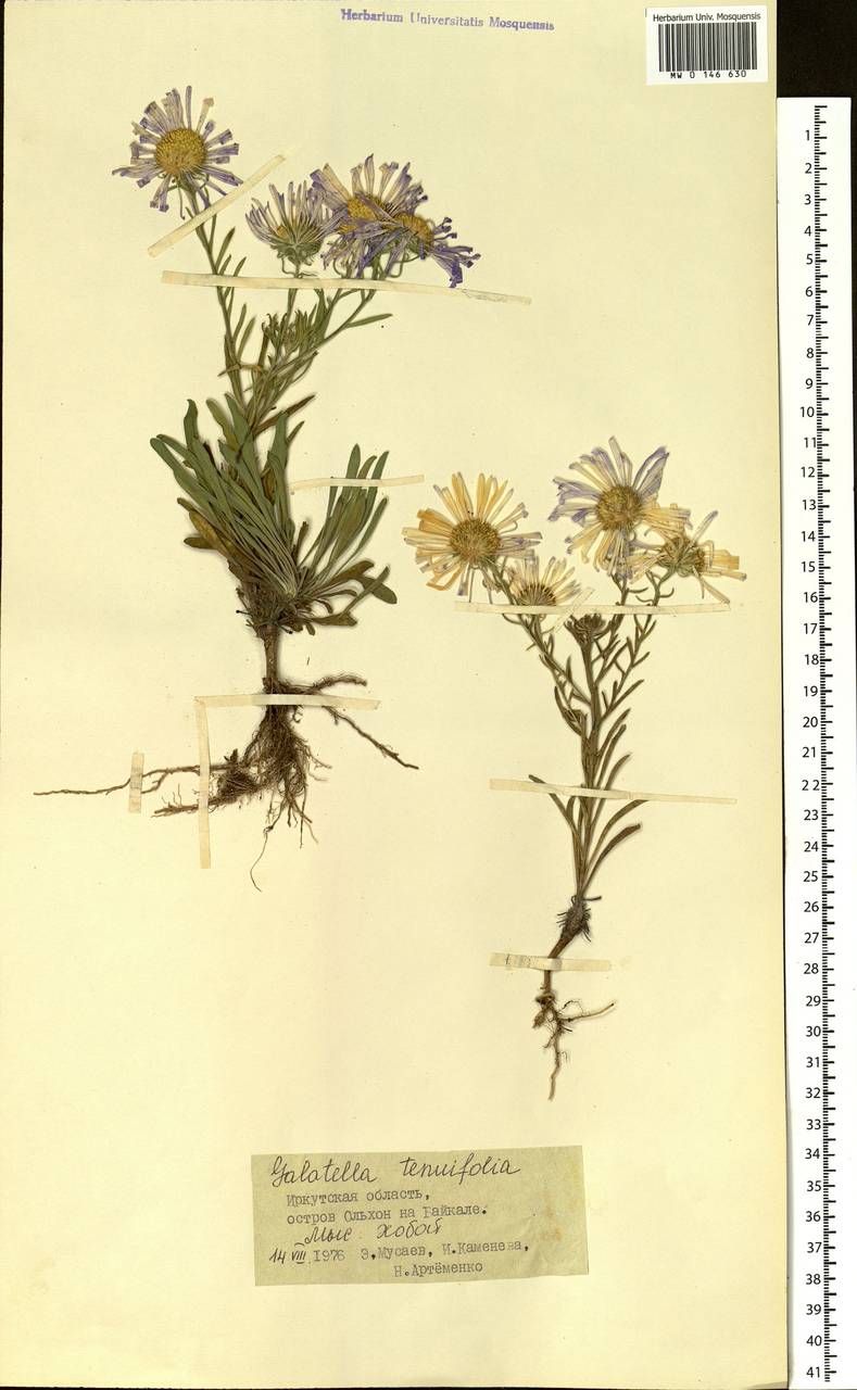 Galatella angustissima (Tausch) Novopokr., Siberia, Baikal & Transbaikal region (S4) (Russia)
