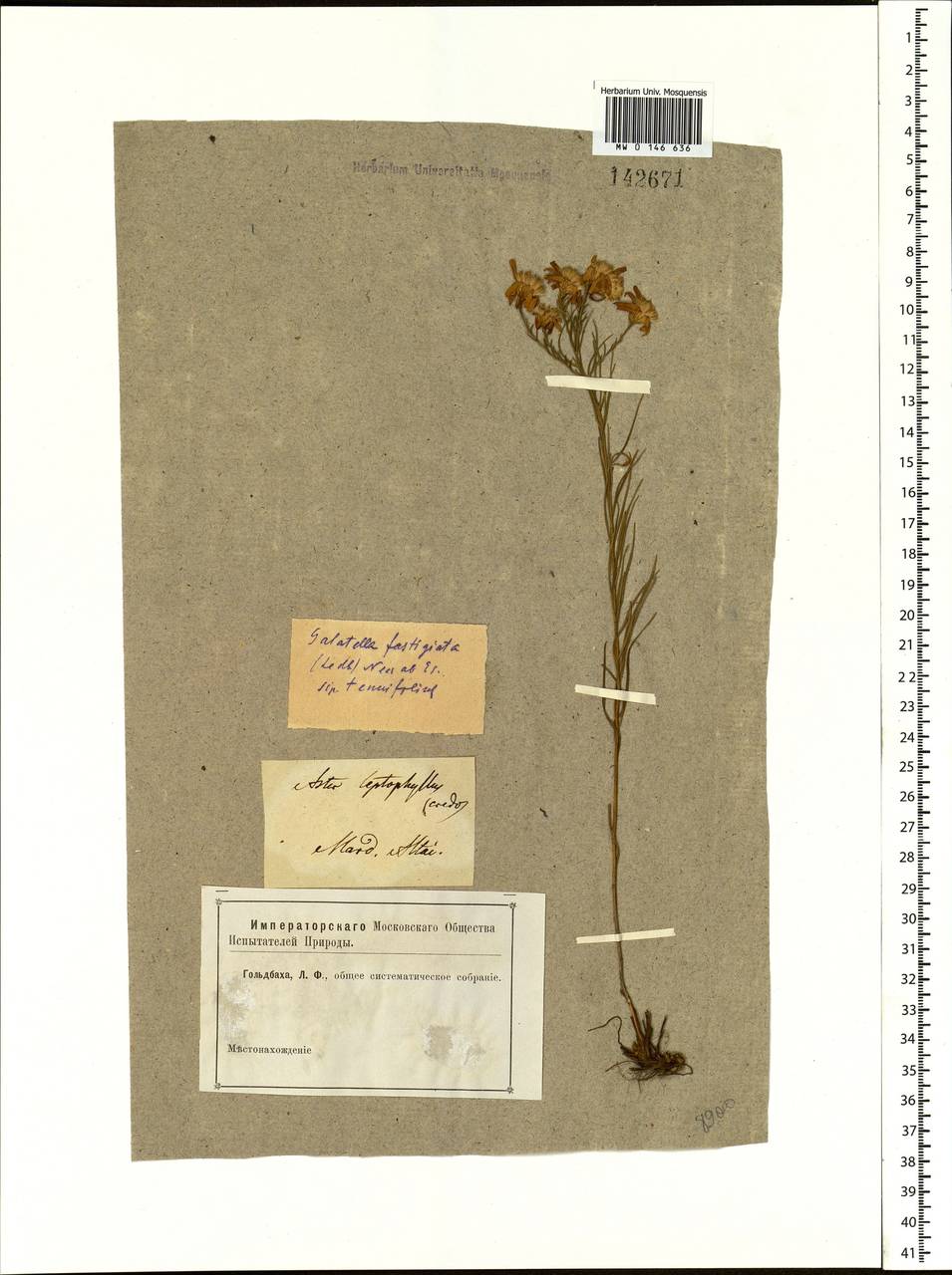 Galatella angustissima (Tausch) Novopokr., Siberia, Altai & Sayany Mountains (S2) (Russia)