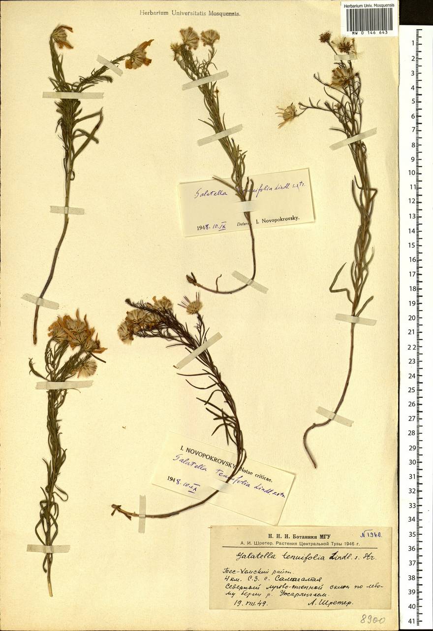 Galatella angustissima (Tausch) Novopokr., Siberia, Altai & Sayany Mountains (S2) (Russia)