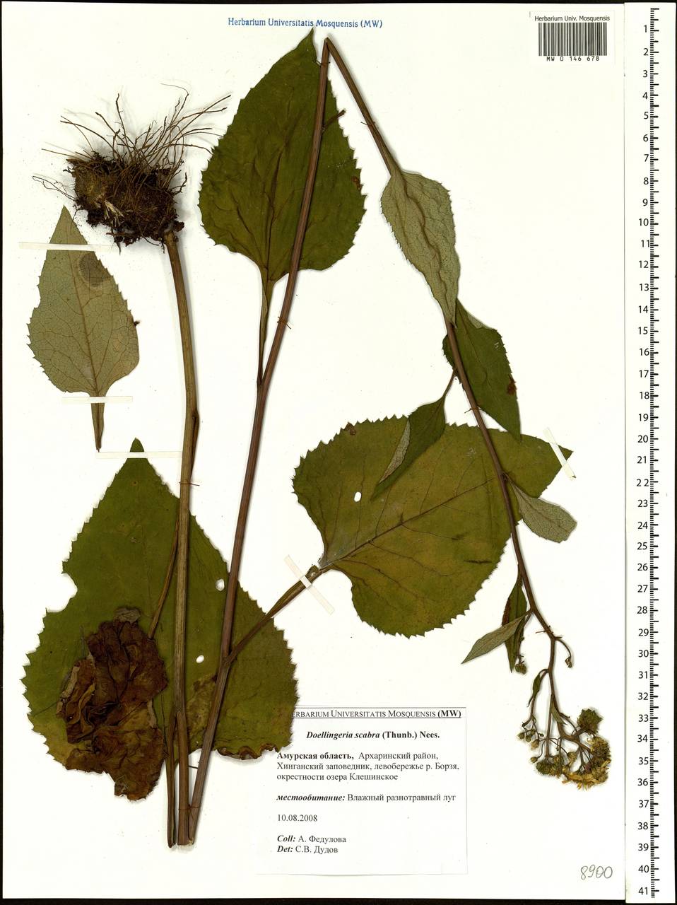 Cardiagyris scabra (Thunb.) Nesom, Siberia, Russian Far East (S6) (Russia)