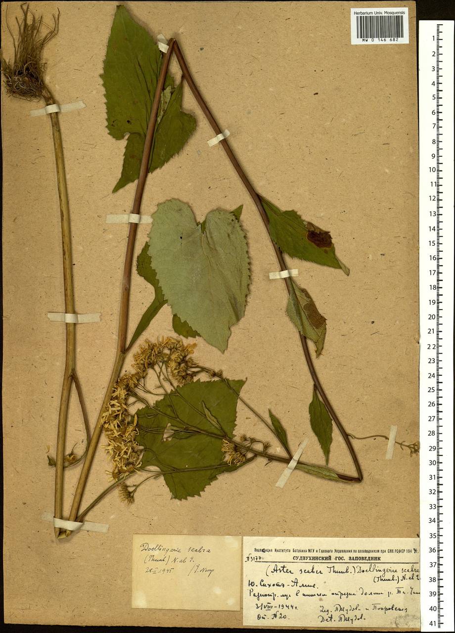 Cardiagyris scabra (Thunb.) Nesom, Siberia, Russian Far East (S6) (Russia)