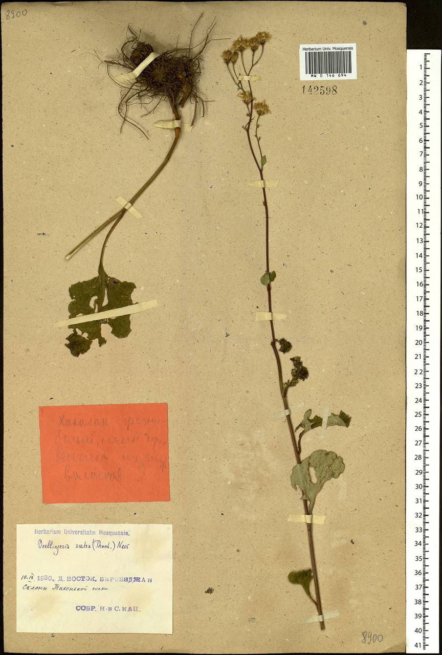 Cardiagyris scabra (Thunb.) Nesom, Siberia, Russian Far East (S6) (Russia)