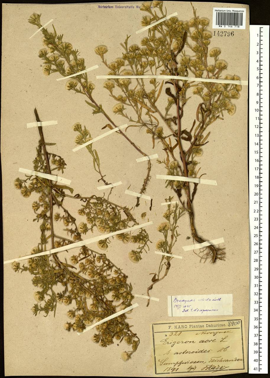 Symphyotrichum ciliatum (Ledeb.) G. L. Nesom, Siberia, Baikal & Transbaikal region (S4) (Russia)