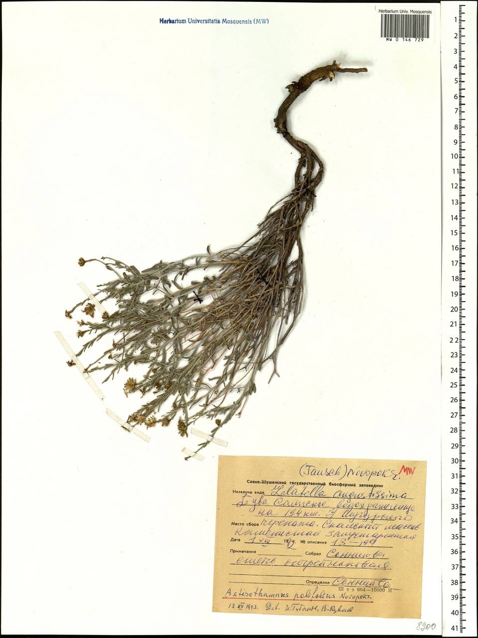 Asterothamnus poliifolius Novopokr., Siberia, Altai & Sayany Mountains (S2) (Russia)