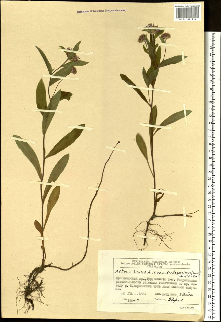 Eurybia sibirica subsp. sibirica, Siberia, Central Siberia (S3) (Russia)