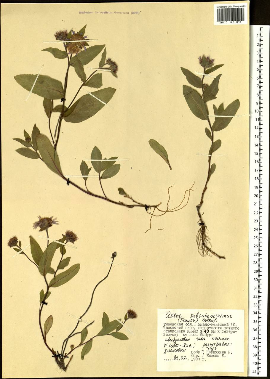 Eurybia sibirica subsp. sibirica, Siberia, Western Siberia (S1) (Russia)