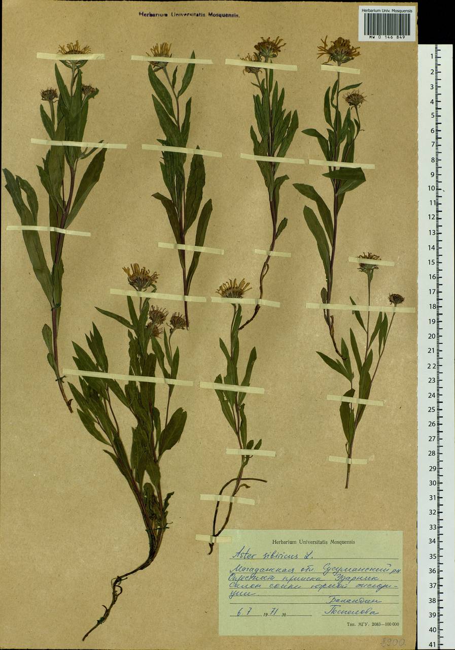 Eurybia sibirica subsp. sibirica, Siberia, Chukotka & Kamchatka (S7) (Russia)