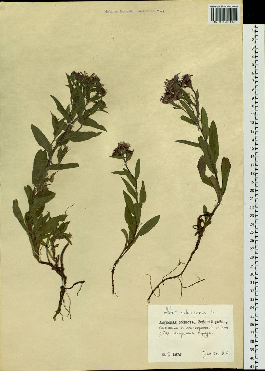 Eurybia sibirica subsp. sibirica, Siberia, Russian Far East (S6) (Russia)