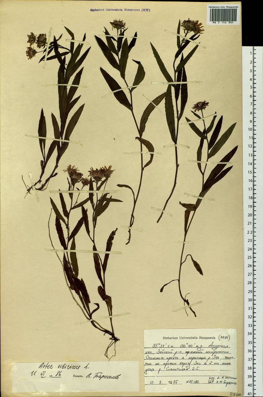 Eurybia sibirica subsp. sibirica, Siberia, Russian Far East (S6) (Russia)