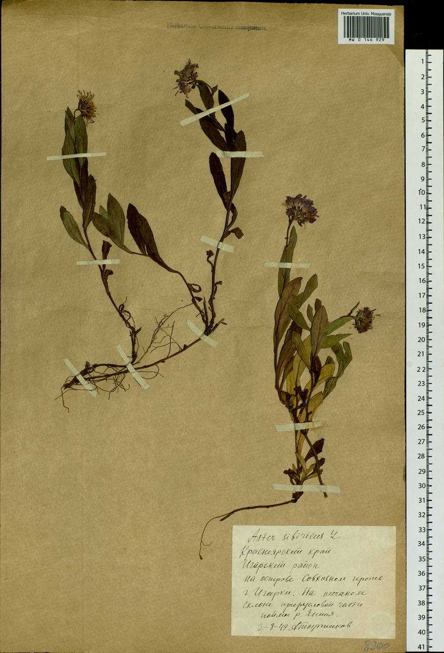 Eurybia sibirica subsp. sibirica, Siberia, Central Siberia (S3) (Russia)