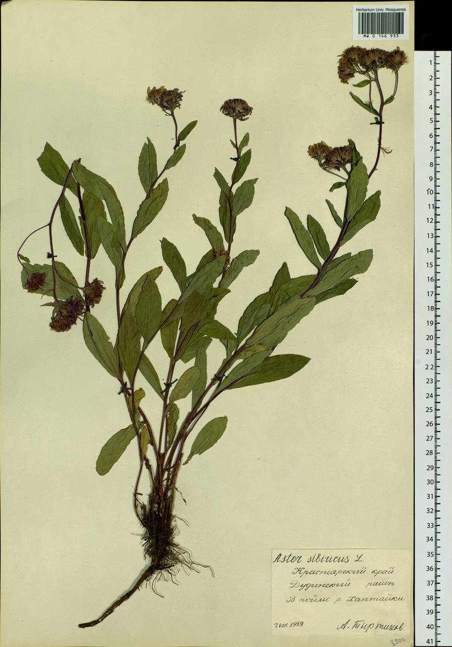 Eurybia sibirica subsp. sibirica, Siberia, Central Siberia (S3) (Russia)