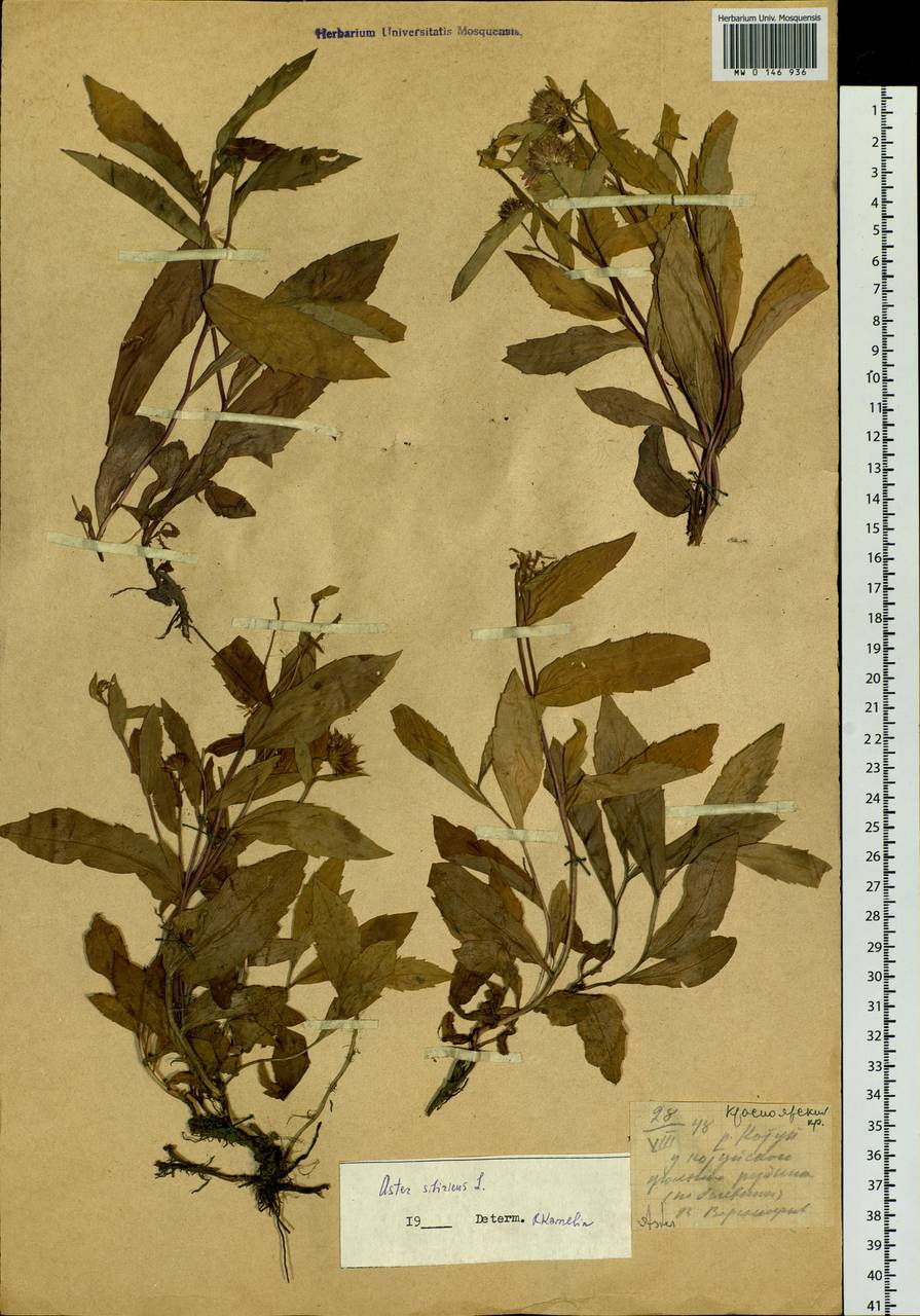 Eurybia sibirica subsp. sibirica, Siberia, Central Siberia (S3) (Russia)