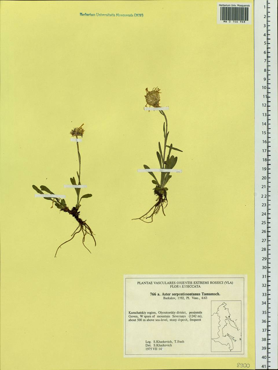Aster alpinus var. serpentimontanus (Tamamsch.) Y. Ling, Siberia, Chukotka & Kamchatka (S7) (Russia)