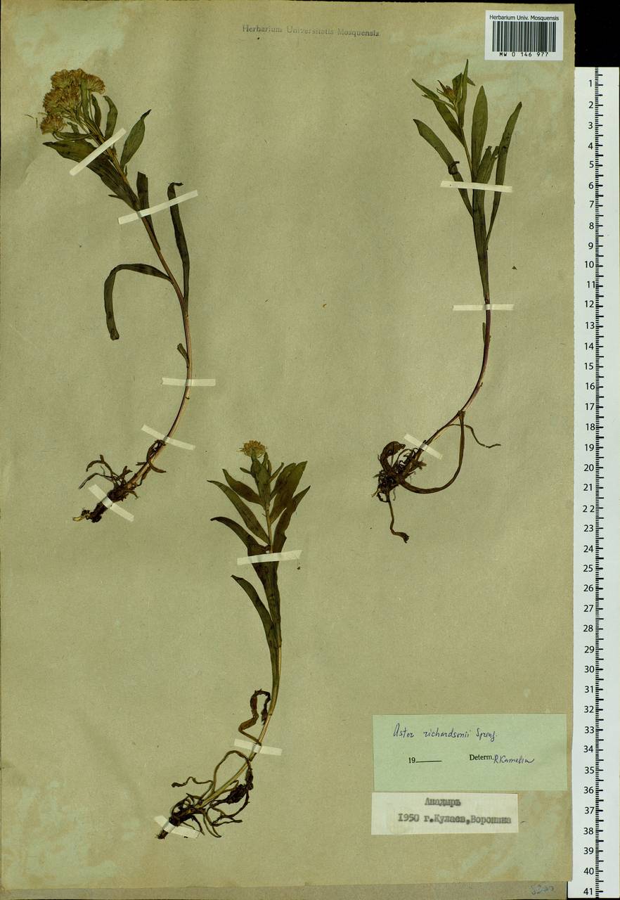 Eurybia sibirica subsp. sibirica, Siberia, Chukotka & Kamchatka (S7) (Russia)