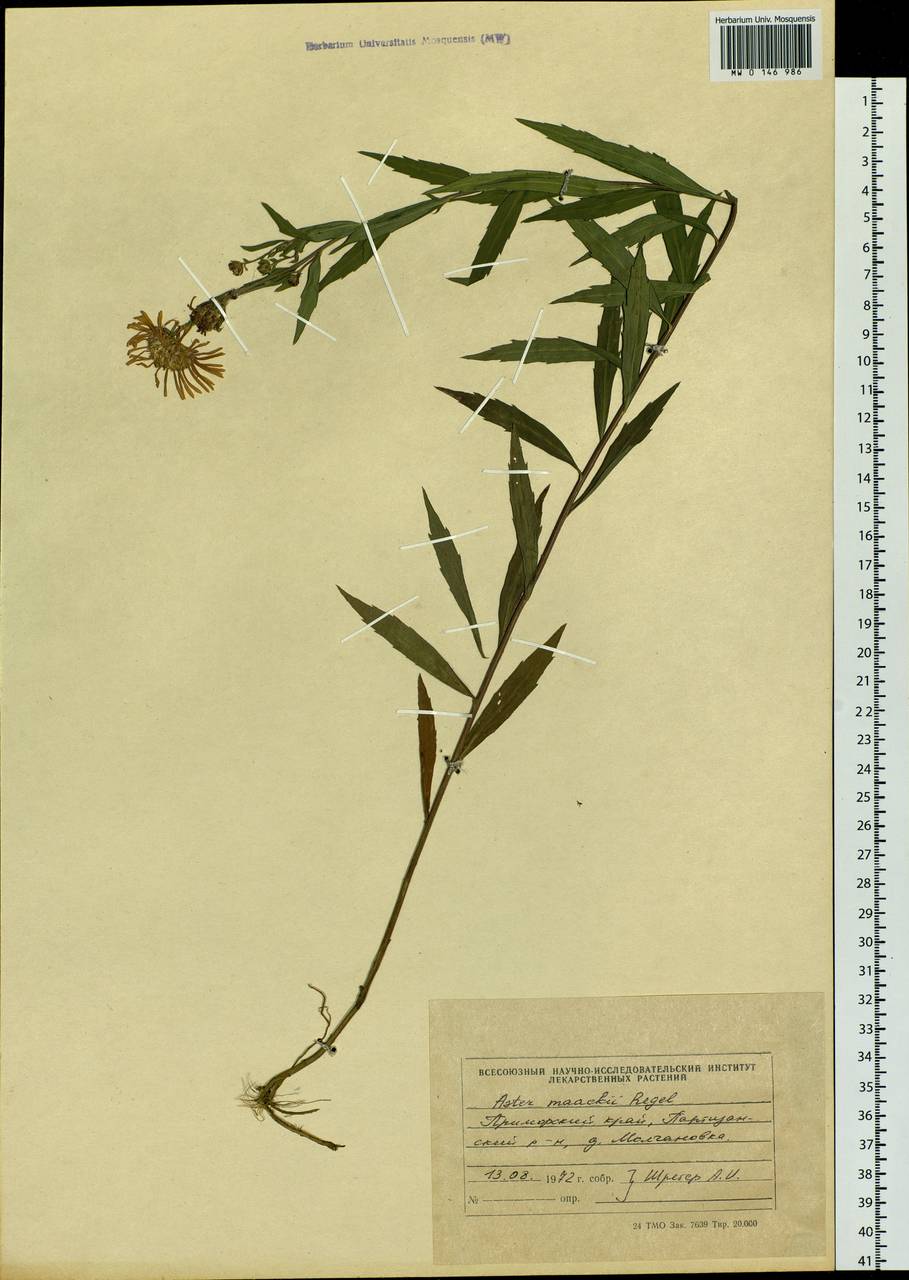 Aster maackii Regel, Siberia, Russian Far East (S6) (Russia)