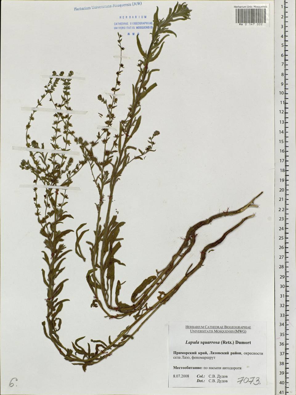 Lappula squarrosa (Retz.) Dumort., Siberia, Russian Far East (S6) (Russia)