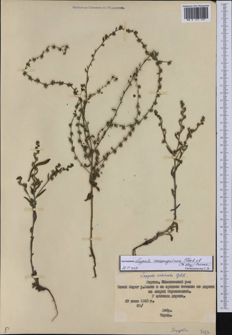 Lappula squarrosa (Retz.) Dumort., Siberia, Yakutia (S5) (Russia)