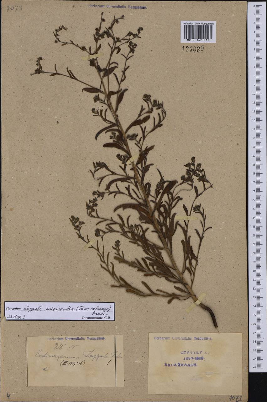 Lappula intermedia (Ledeb.) Popov, Siberia, Baikal & Transbaikal region (S4) (Russia)