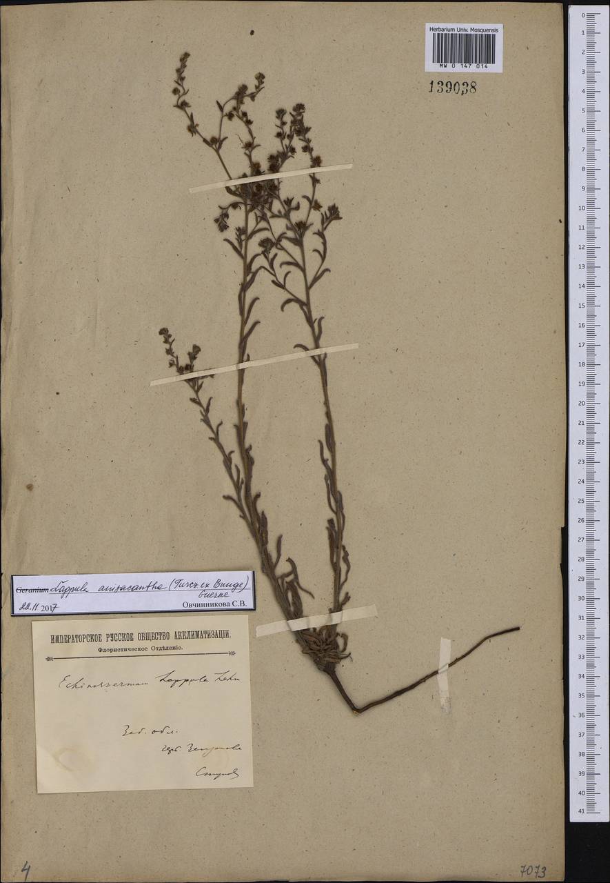 Lappula intermedia (Ledeb.) Popov, Siberia, Baikal & Transbaikal region (S4) (Russia)