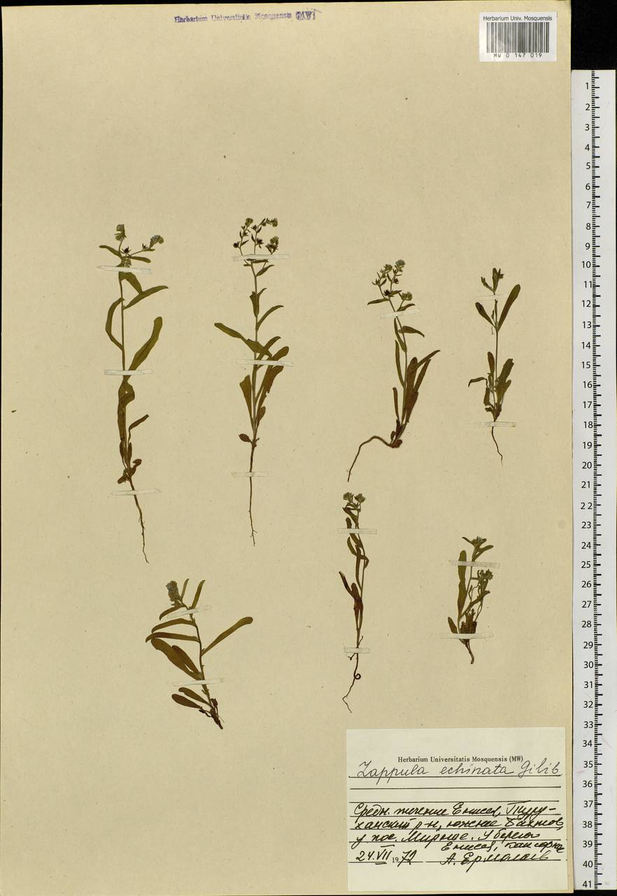 Lappula squarrosa (Retz.) Dumort., Siberia, Central Siberia (S3) (Russia)