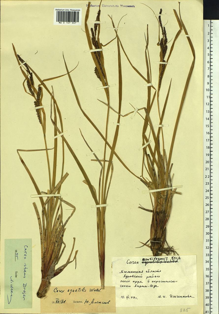 Carex aquatilis var. minor Boott, Siberia, Western Siberia (S1) (Russia)