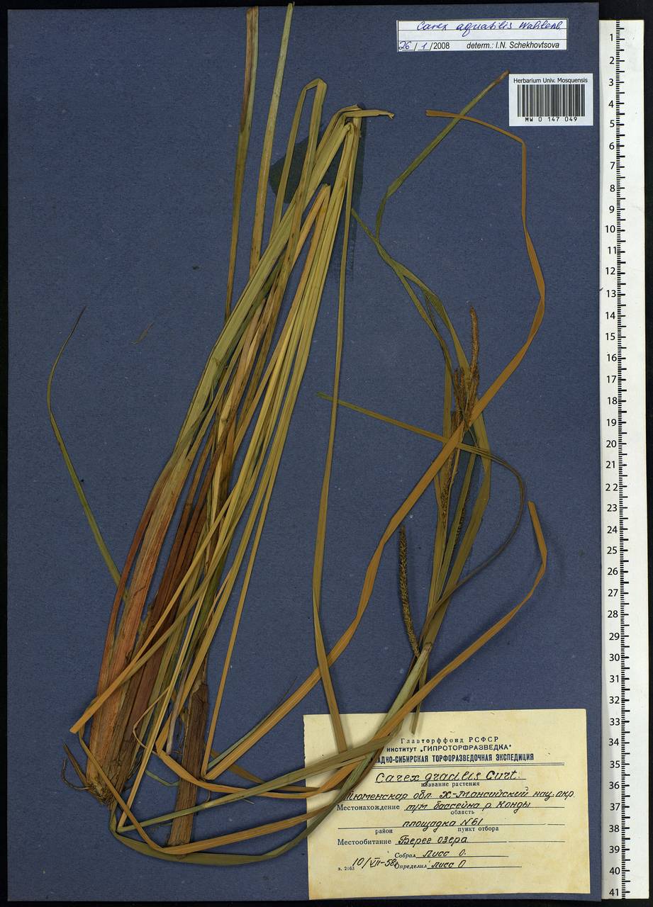 Carex aquatilis Wahlenb., Siberia, Western Siberia (S1) (Russia)