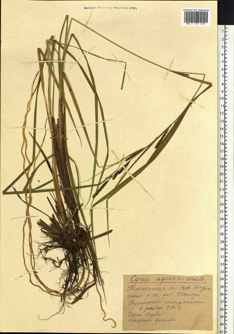 Carex aquatilis Wahlenb., Siberia, Western Siberia (S1) (Russia)