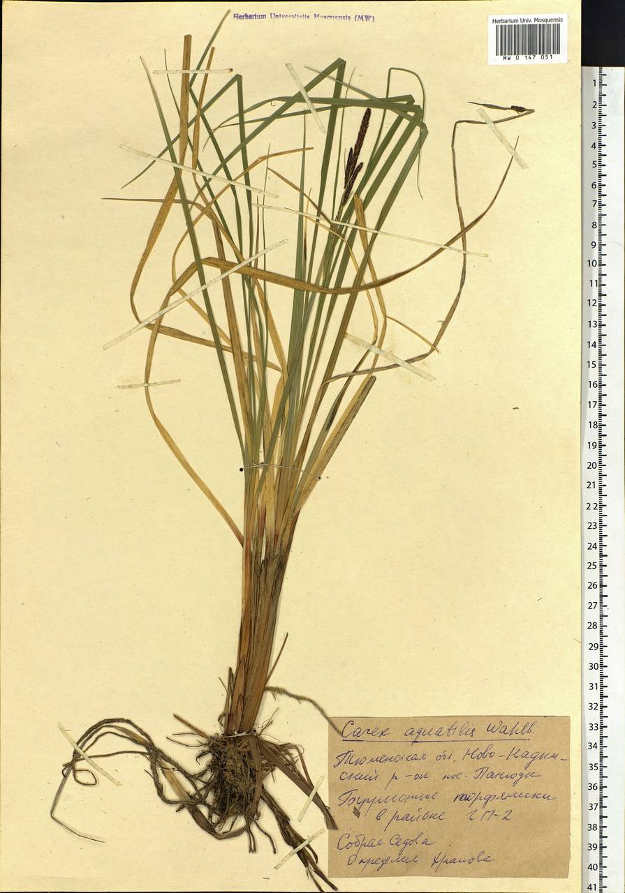 Carex aquatilis Wahlenb., Siberia, Western Siberia (S1) (Russia)