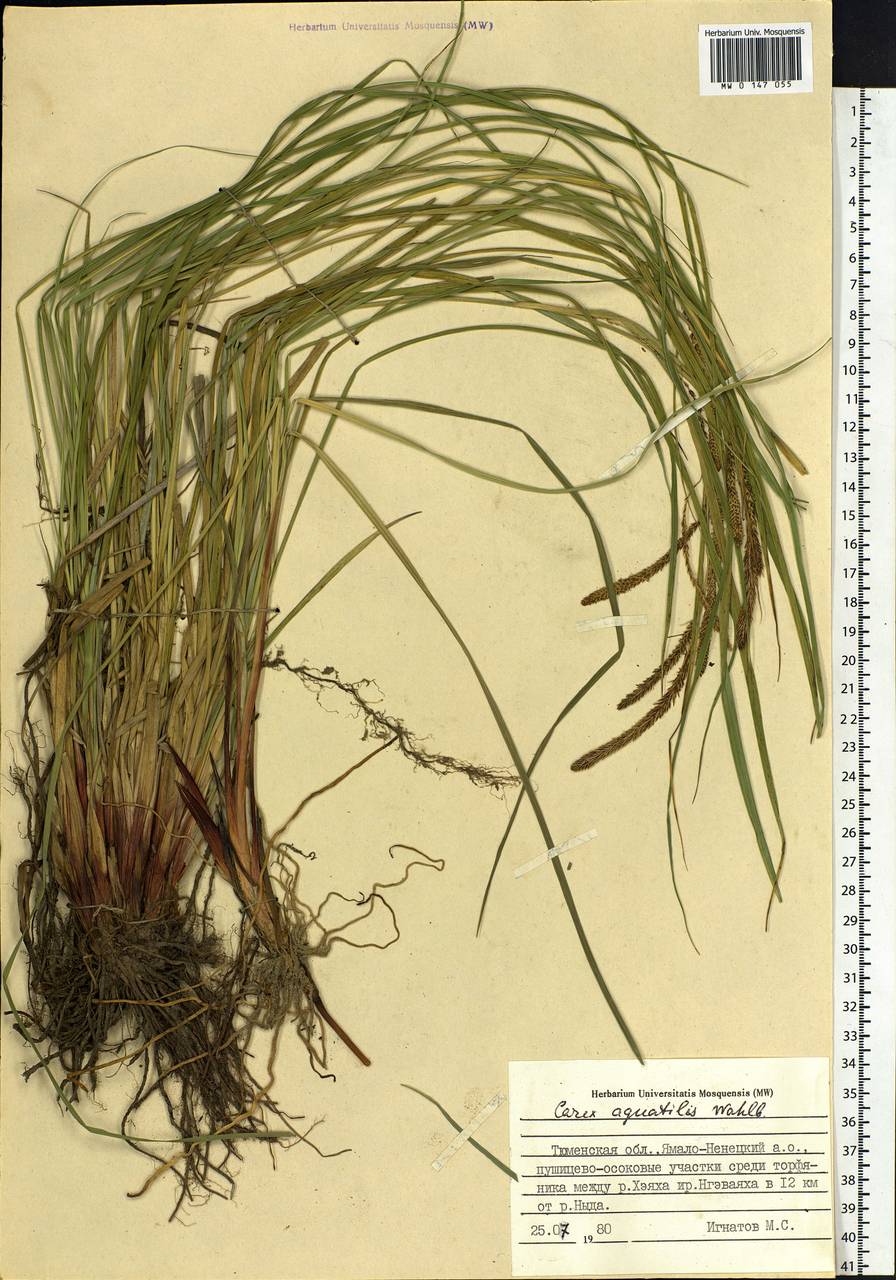Carex aquatilis Wahlenb., Siberia, Western Siberia (S1) (Russia)